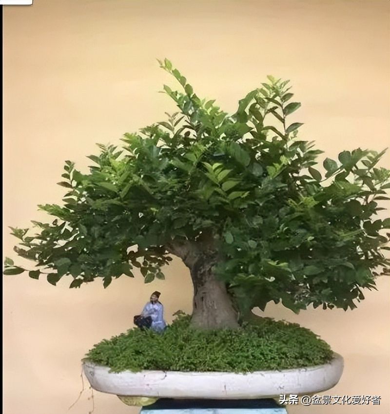 朴树种子的种植方法