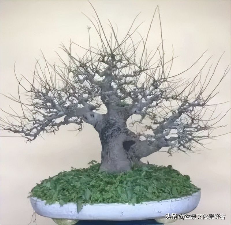 朴树种子的种植方法