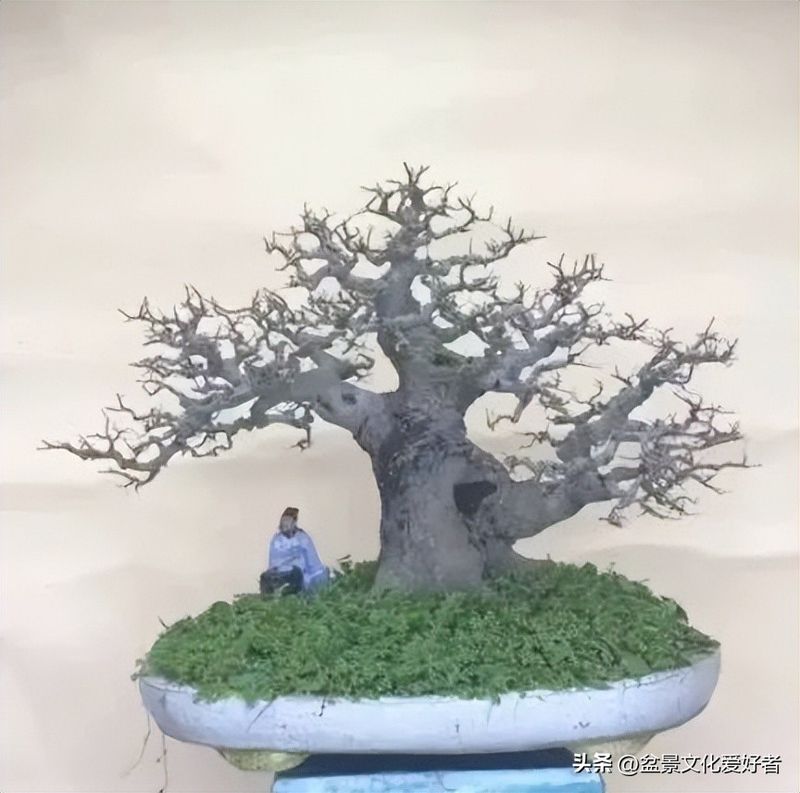朴树种子的种植方法