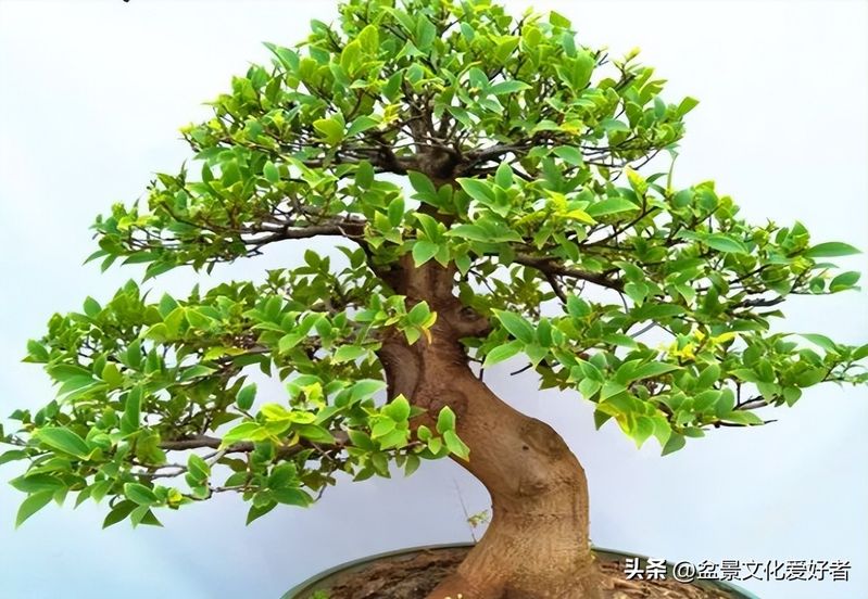 朴树种子的种植方法