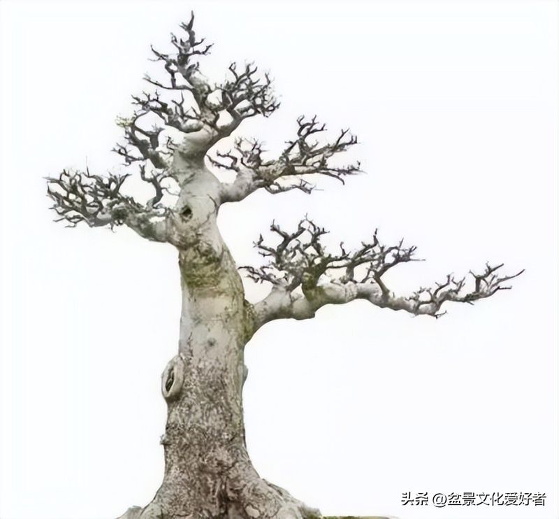 朴树种子的种植方法