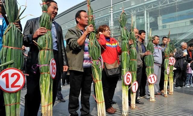 章丘大葱种植技术视频