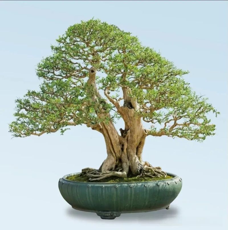 朴树种子的种植方法