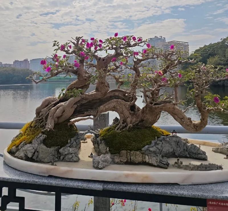 朴树种子的种植方法