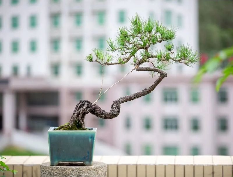 朴树种子的种植方法
