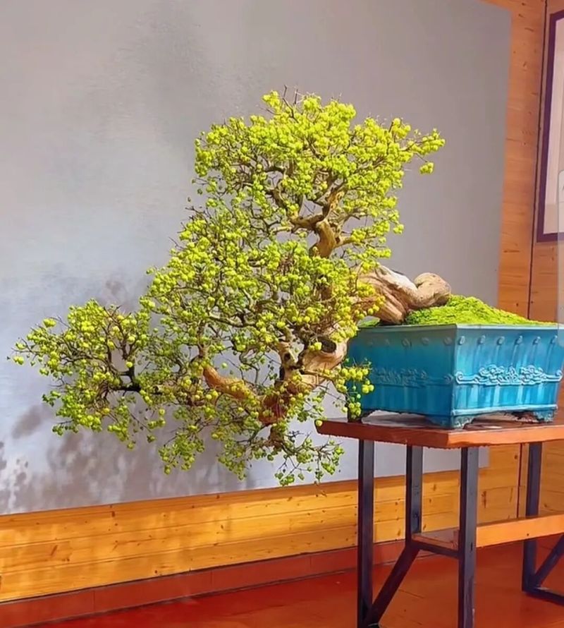 朴树种子的种植方法