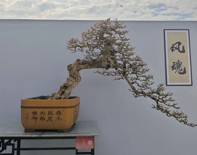 朴树种子的种植方法