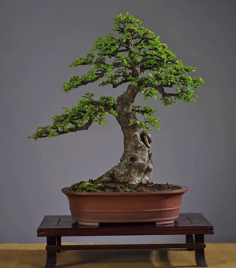朴树种子的种植方法