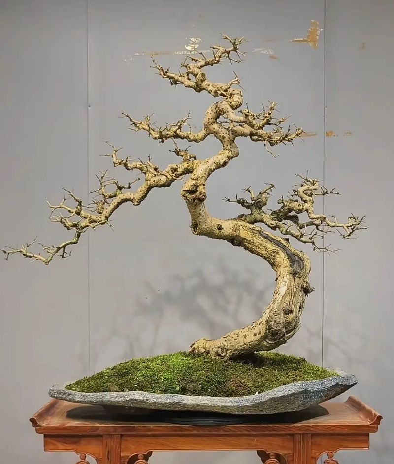 朴树种子的种植方法