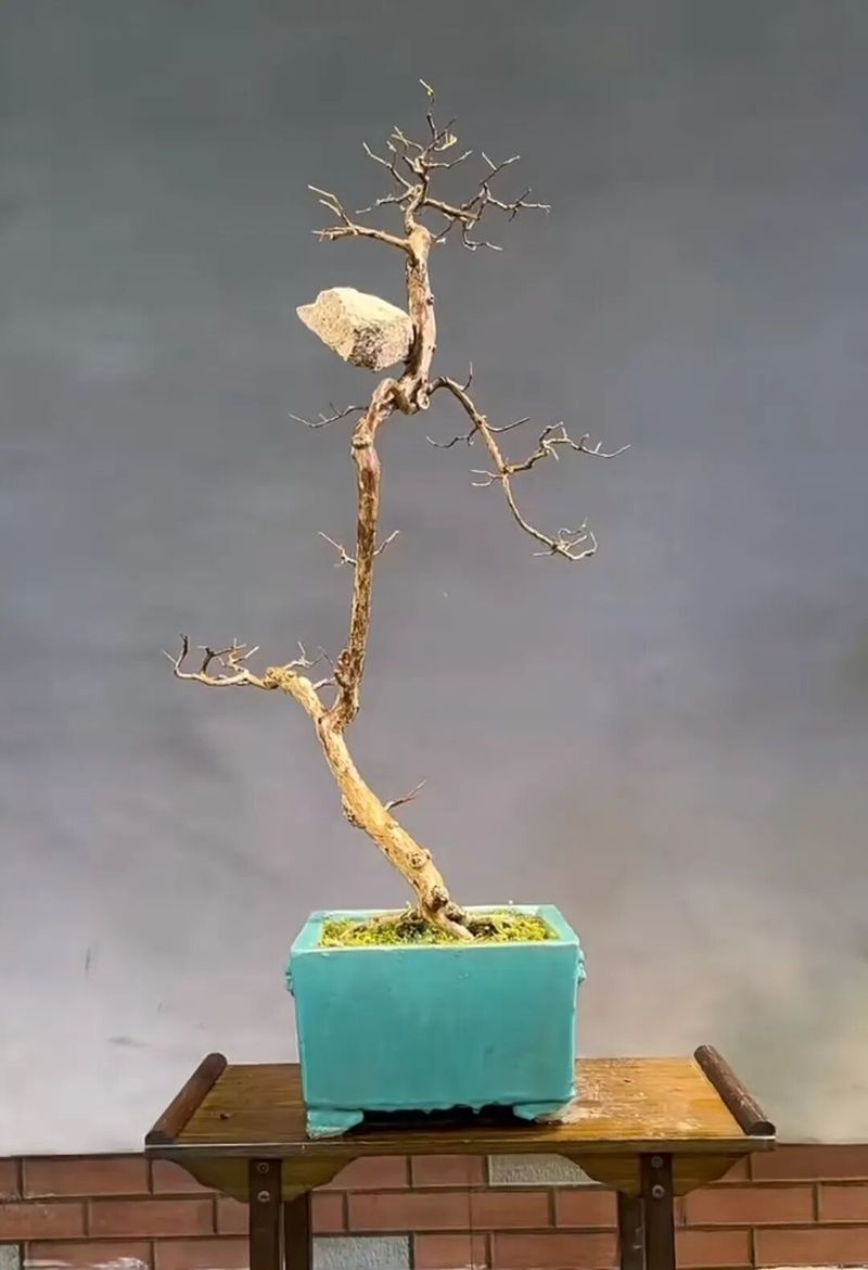朴树种子的种植方法