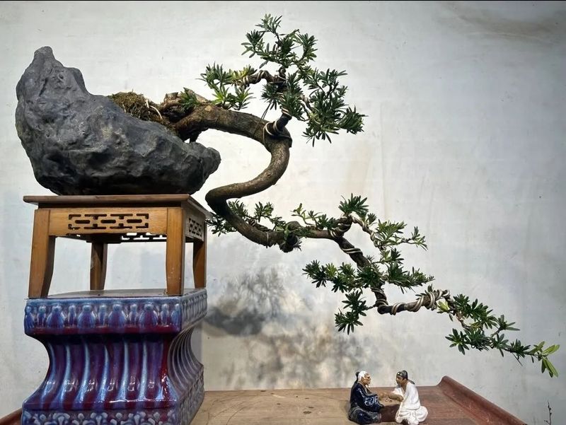 朴树种子的种植方法