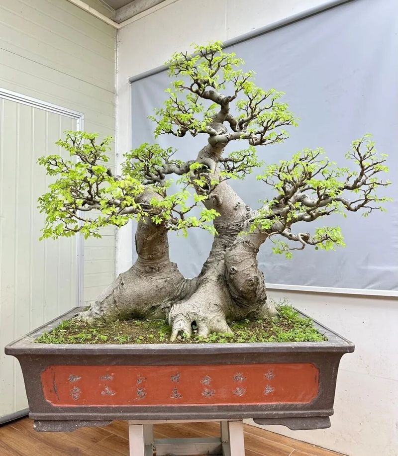 朴树种子的种植方法