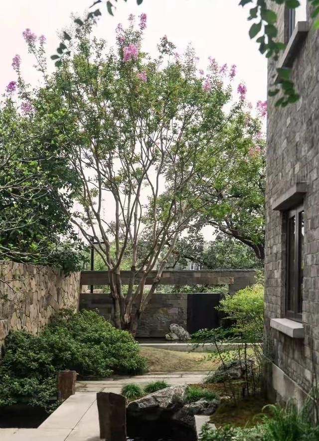 朴树种子的种植方法