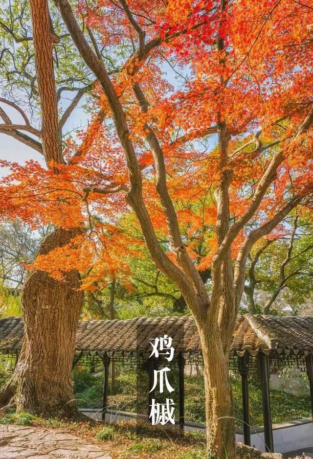 朴树种子的种植方法
