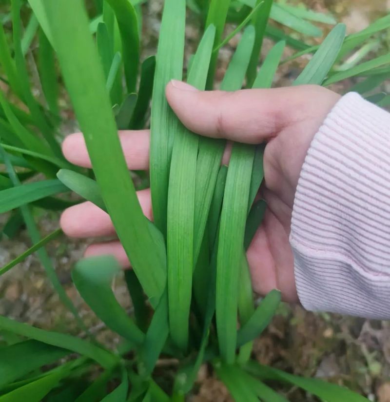 盆栽韭菜种植技术视频