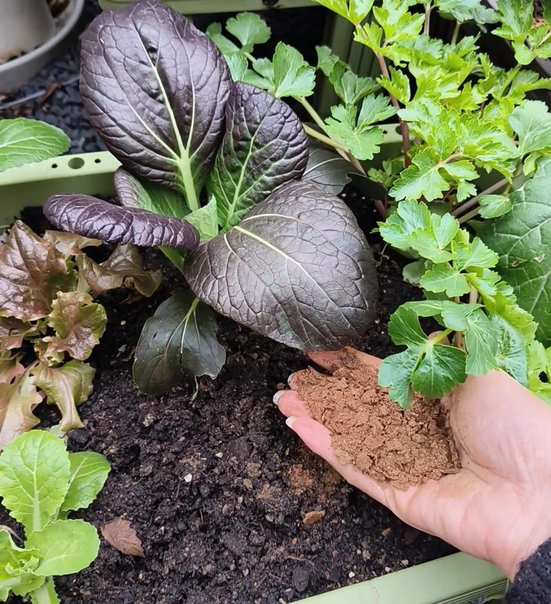 盆栽韭菜种植技术视频