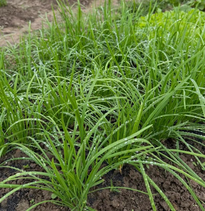 盆栽韭菜种植技术视频