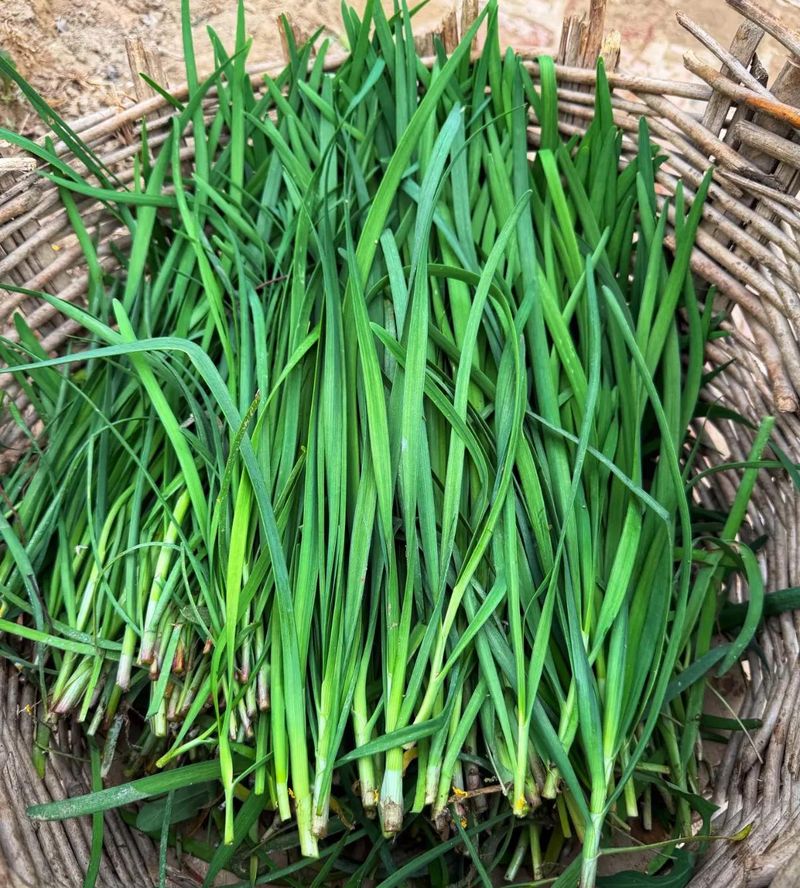 盆栽韭菜种植技术视频