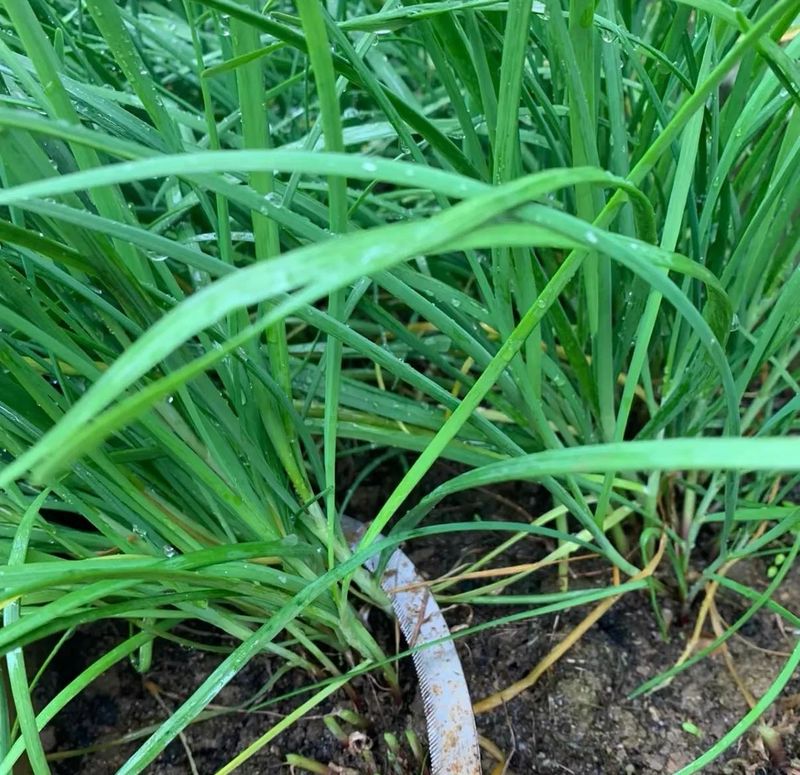 盆栽韭菜种植技术视频