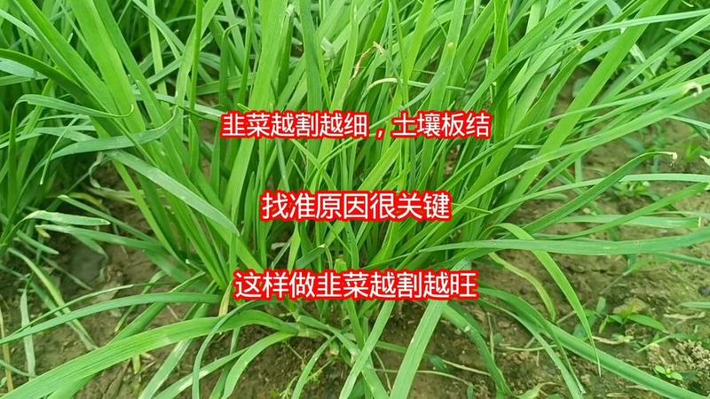 盆栽韭菜种植技术视频