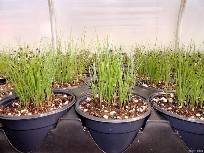 盆栽韭菜种植技术视频