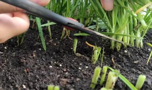 盆栽韭菜种植技术视频