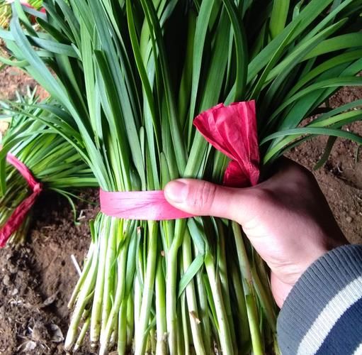 盆栽韭菜种植技术视频