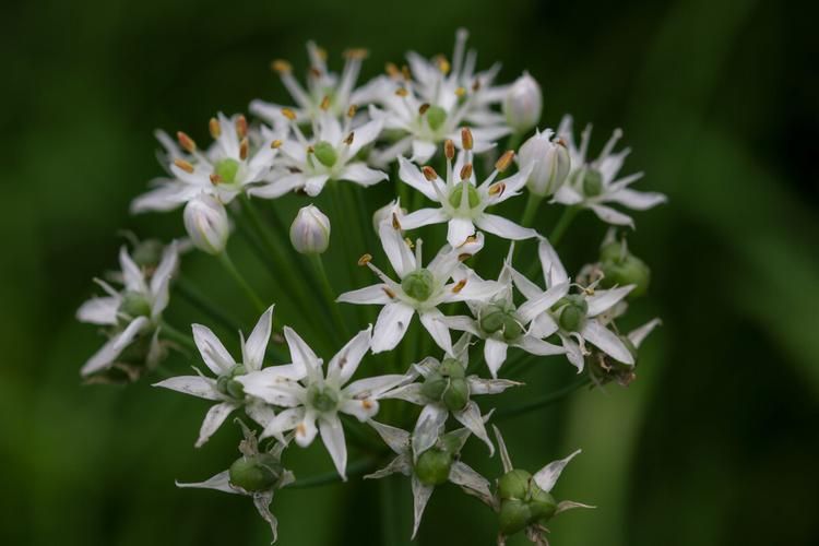 盆栽韭菜种植技术视频