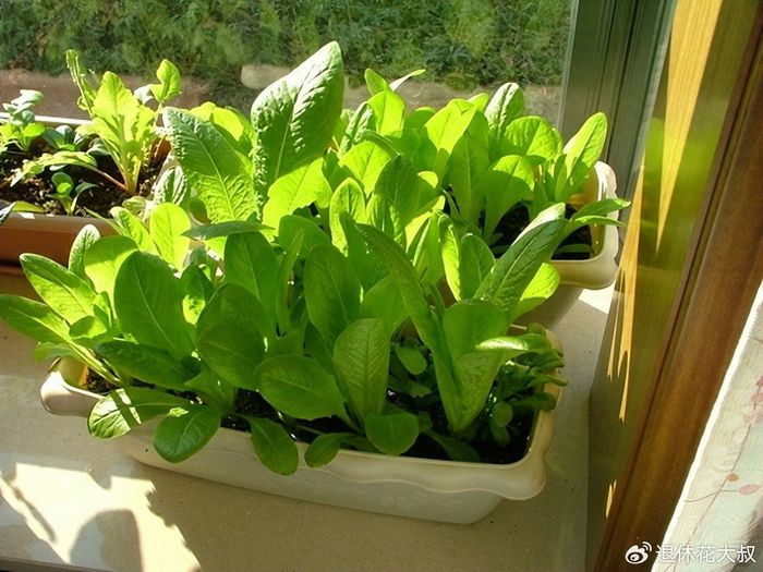菠菜种植方法