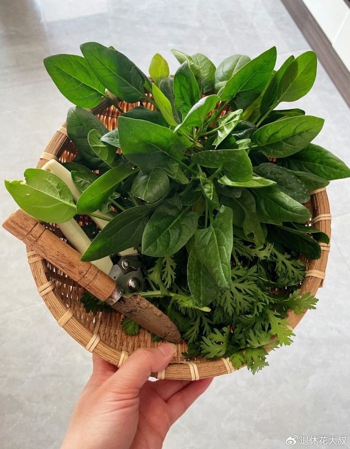 菠菜种植方法