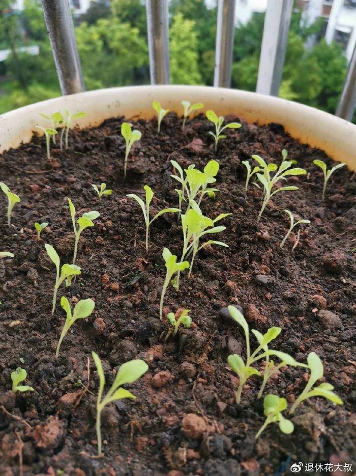 菠菜种植方法