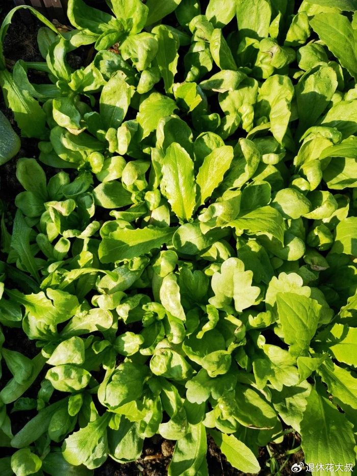 菠菜种植方法