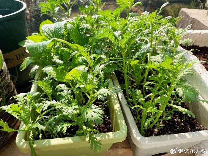 菠菜种植方法