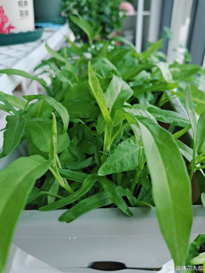 菠菜种植方法