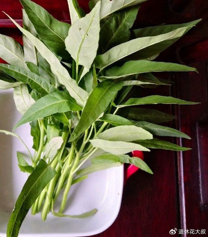 菠菜种植方法
