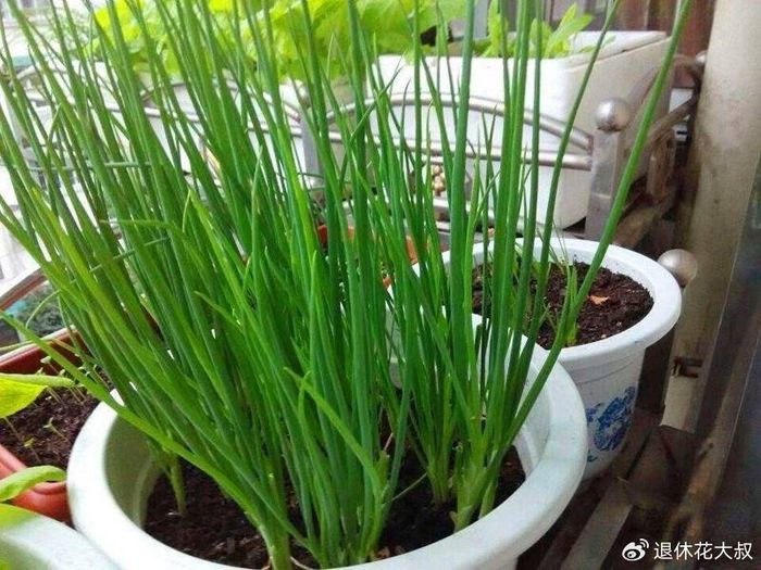 菠菜种植方法