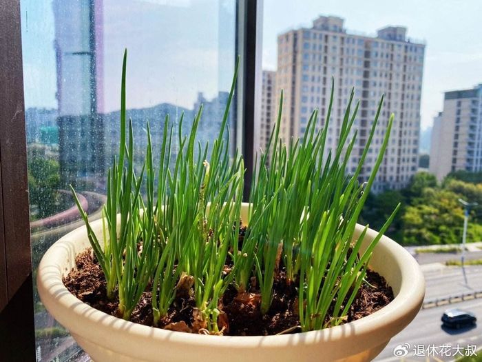 菠菜种植方法