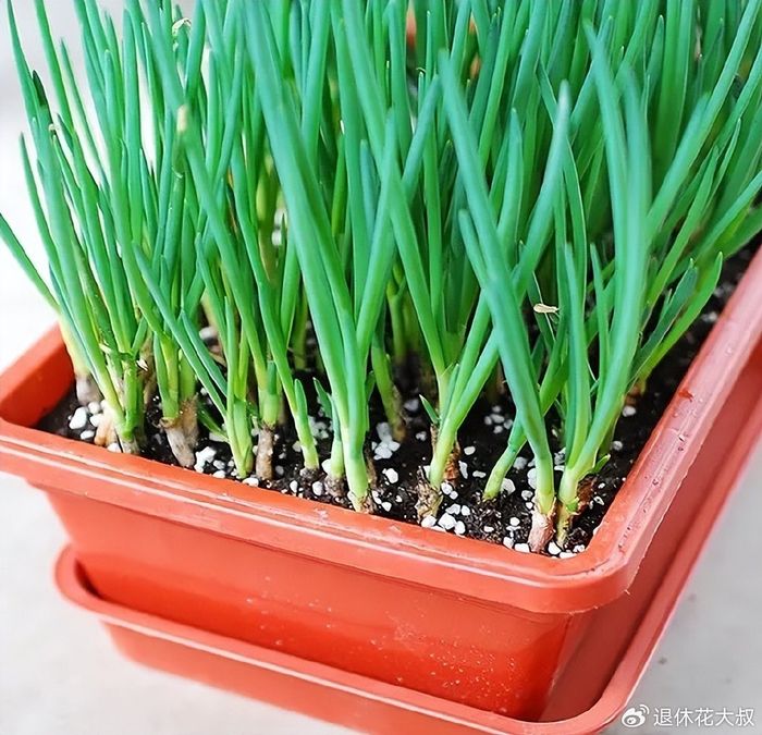 菠菜种植方法