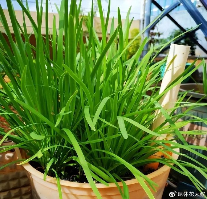 菠菜种植方法