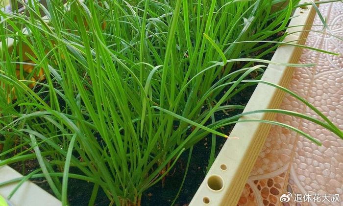 菠菜种植方法