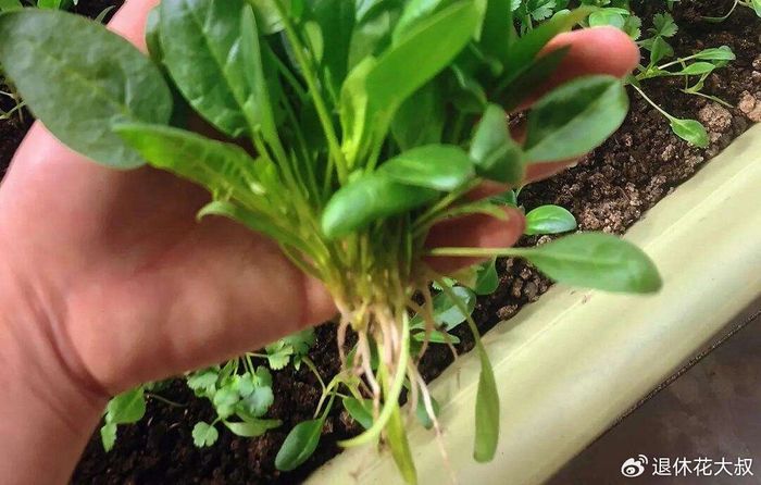 菠菜种植方法