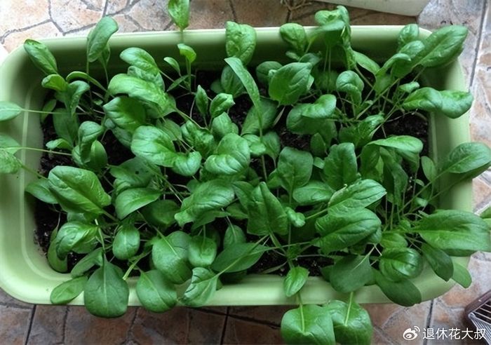 菠菜种植方法