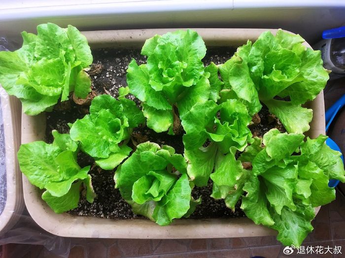 菠菜种植方法