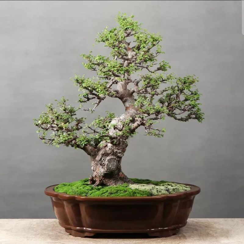 朴树种子的种植方法