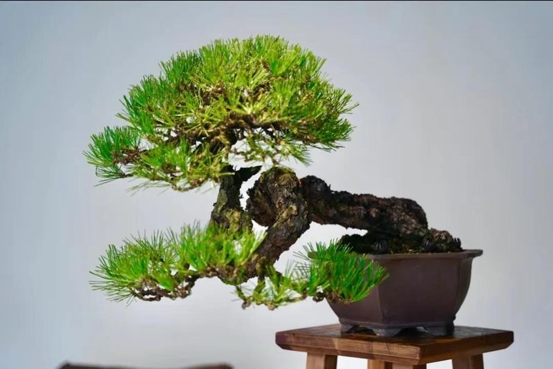 朴树种子的种植方法