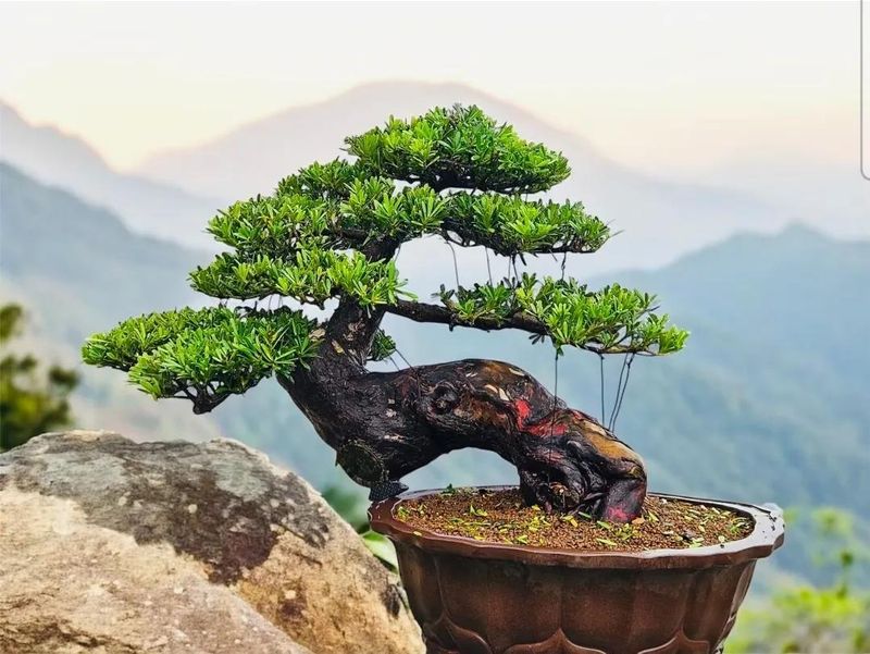 朴树种子的种植方法
