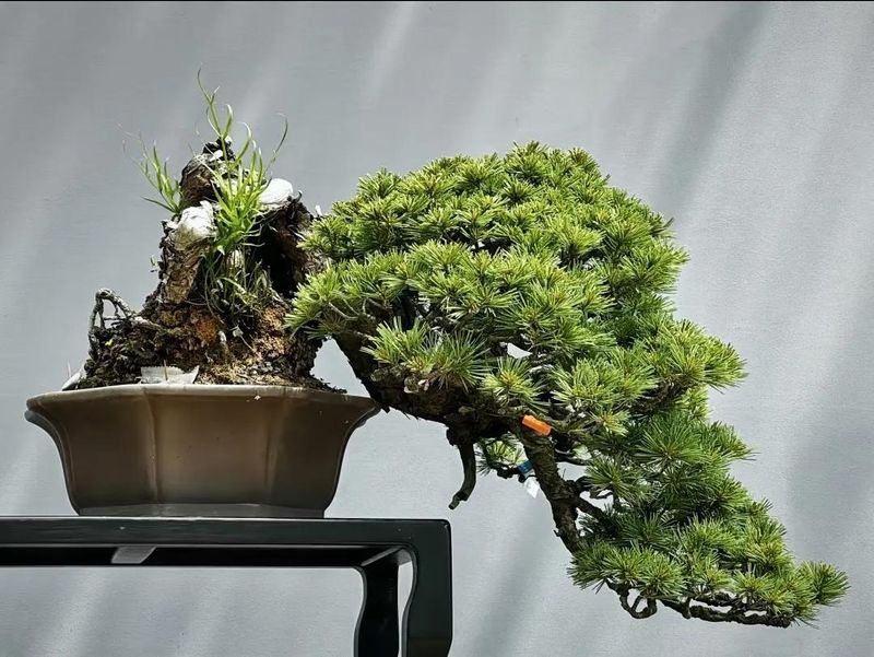 朴树种子的种植方法