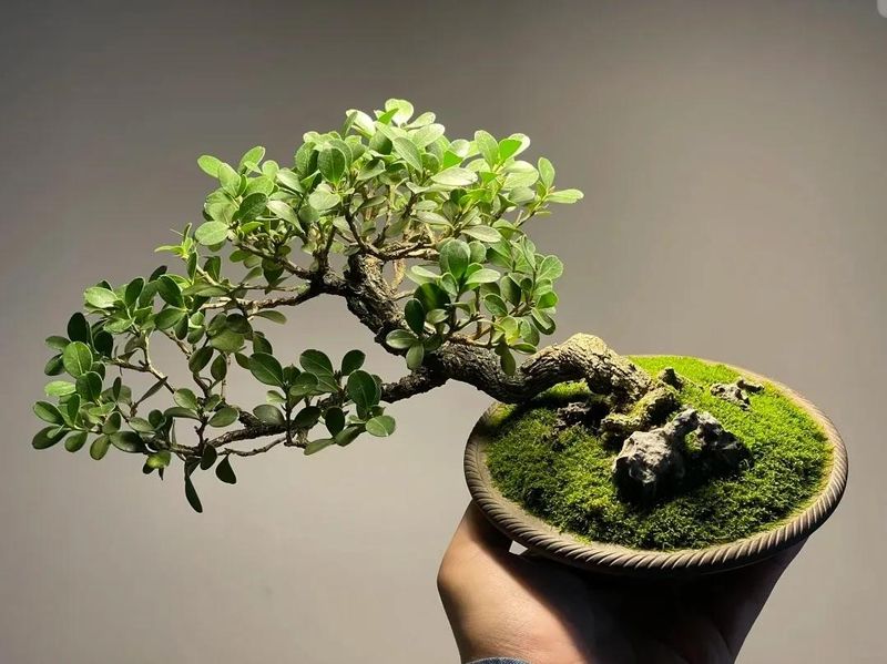 朴树种子的种植方法