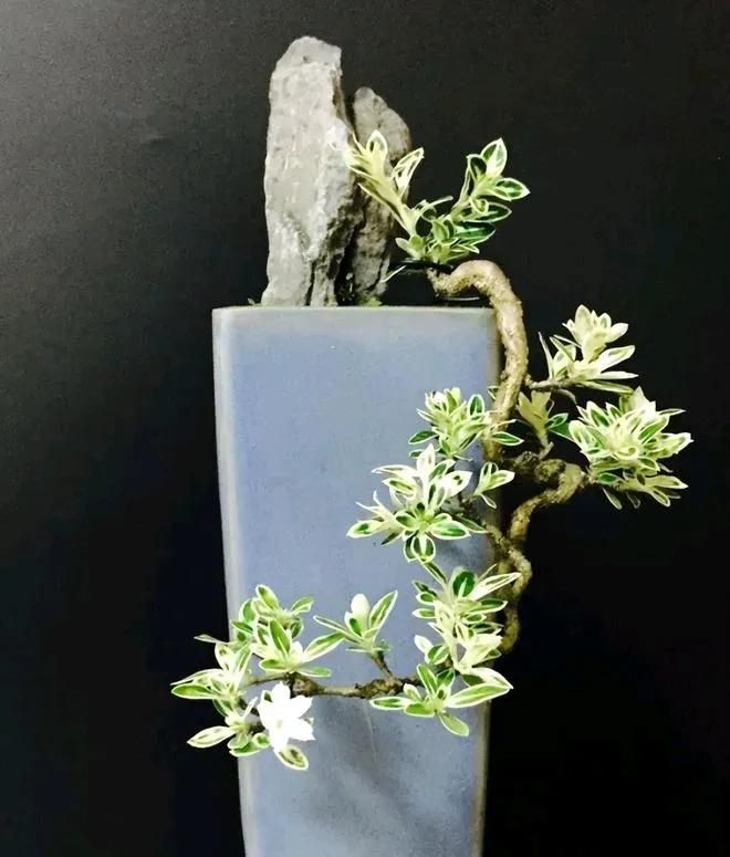 朴树种子的种植方法