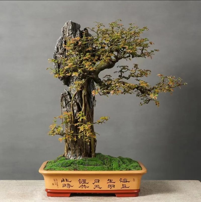 朴树种子的种植方法